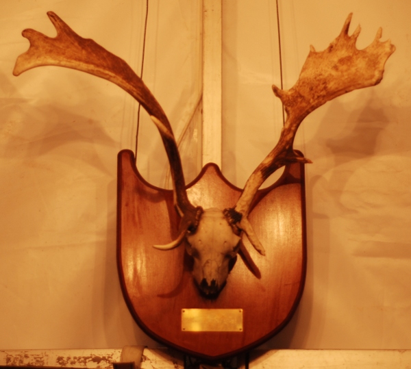 Antlers