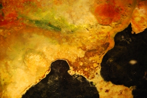 Bacteria